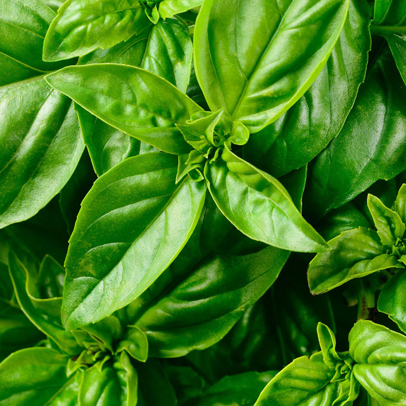 herbs_0000_AdobeStock_99066733