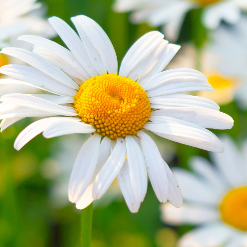 herbs_0002_AdobeStock_294340648